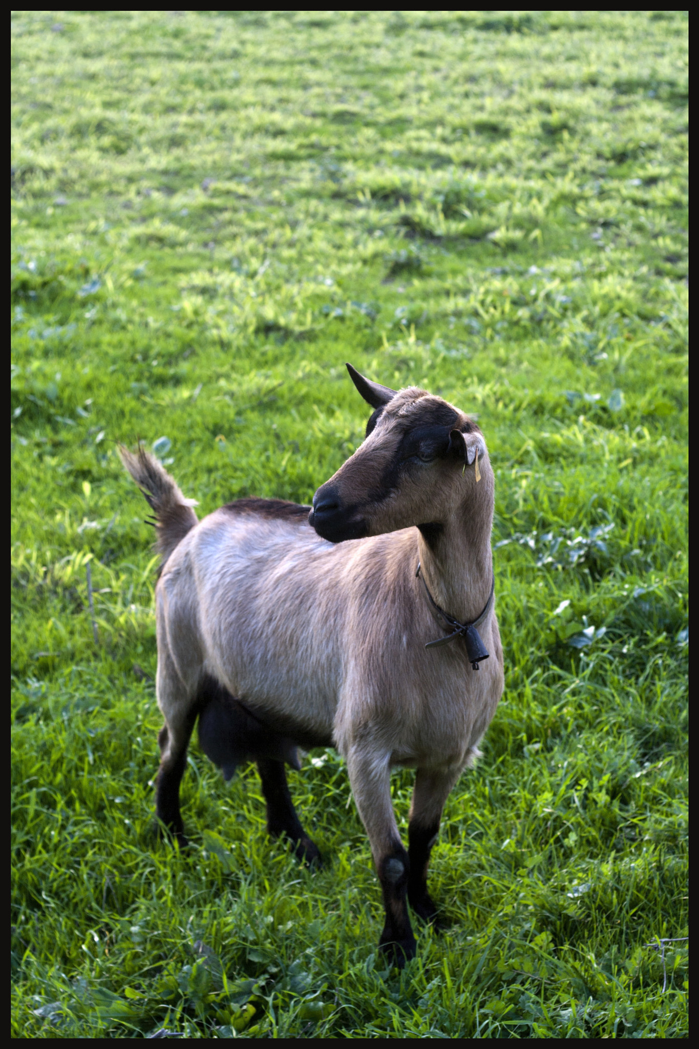 Canon EOS 30D + Canon EF 50mm F1.8 II sample photo. Goat i photography