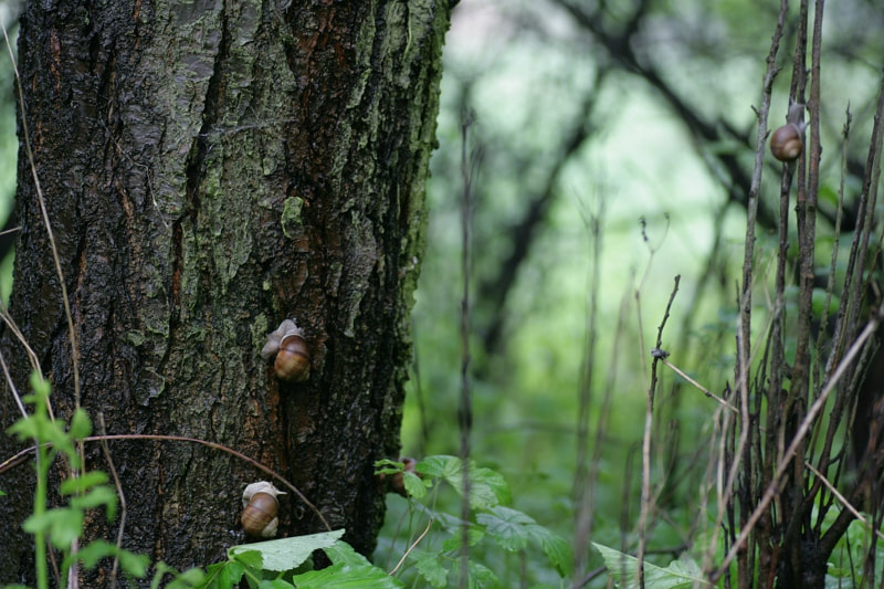 Tamron SP AF 90mm F2.8 Di Macro sample photo. Snail race photography