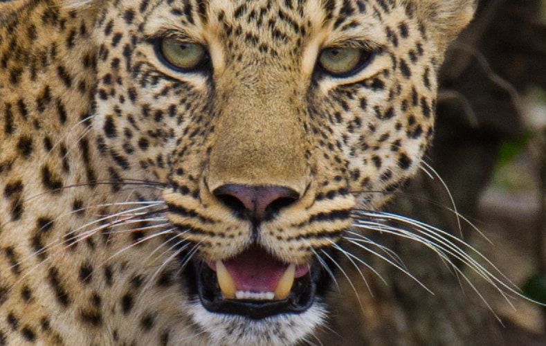 Sigma 150-600mm F5-6.3 DG OS HSM | S sample photo. Look photography