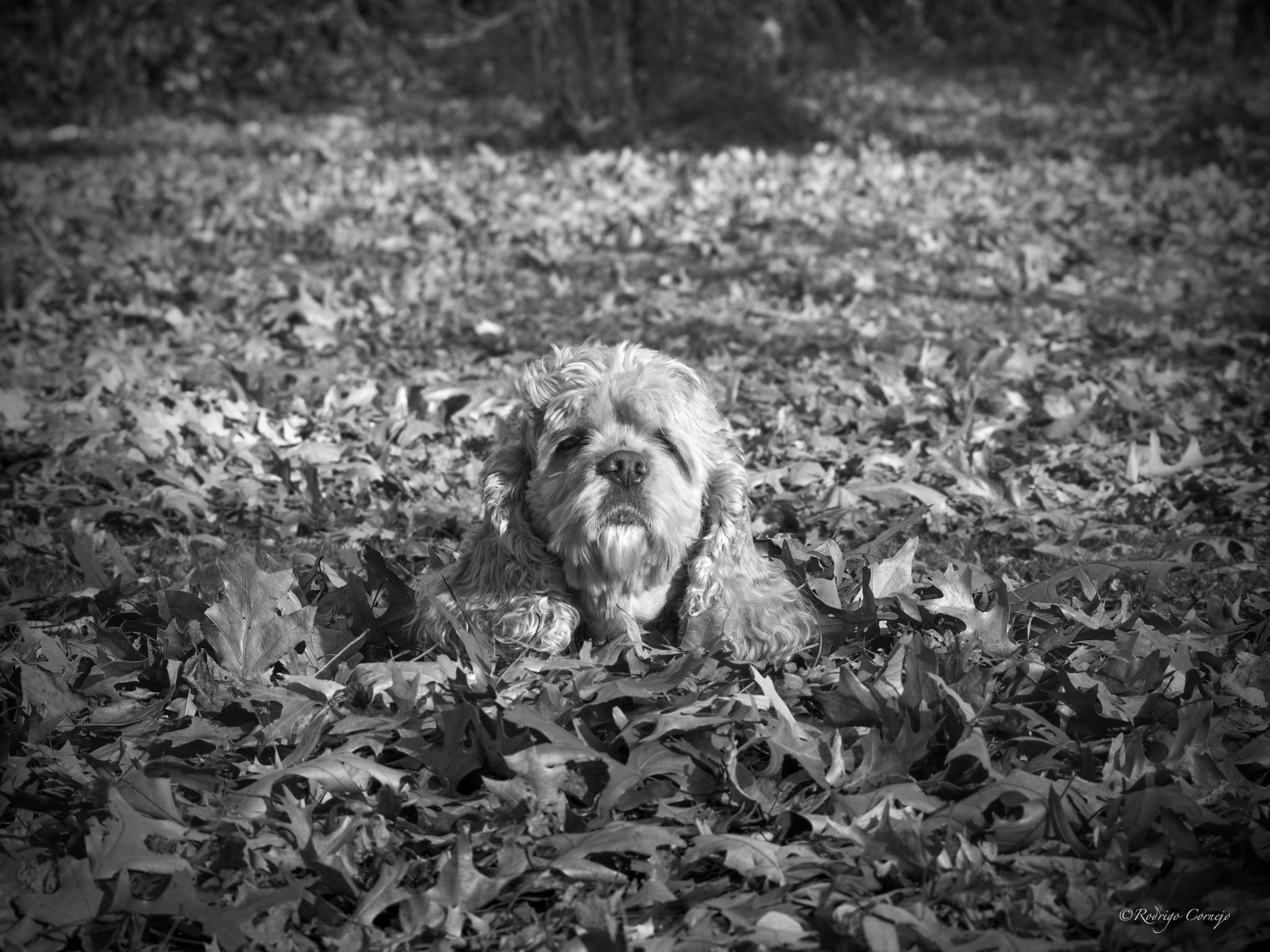 Olympus Zuiko Digital ED 70-300mm F4.0-5.6 sample photo. Blending in... photography