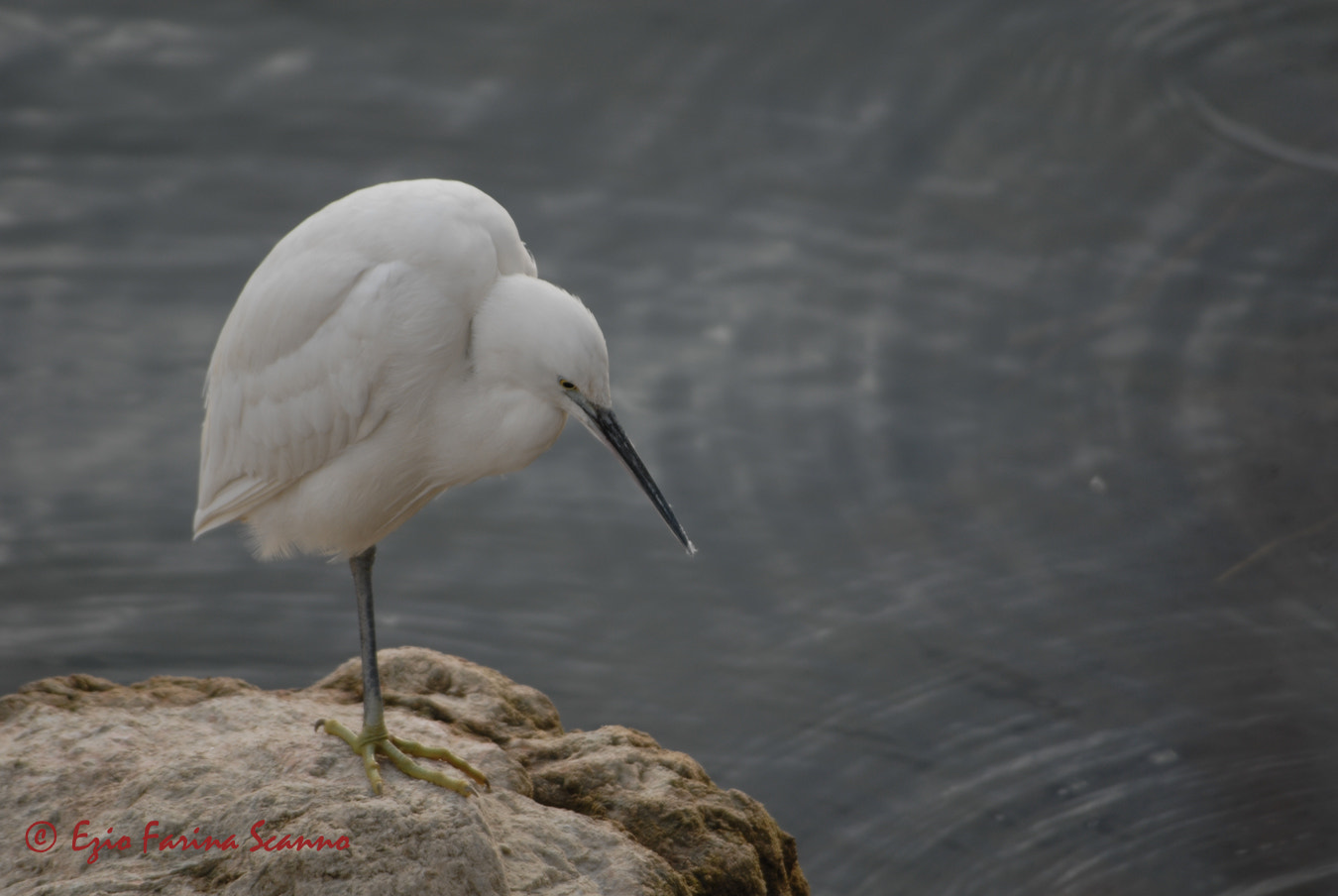 Nikon D200 + Sigma 80-400mm F4.5-5.6 EX OS sample photo. Egretta garzetta photography