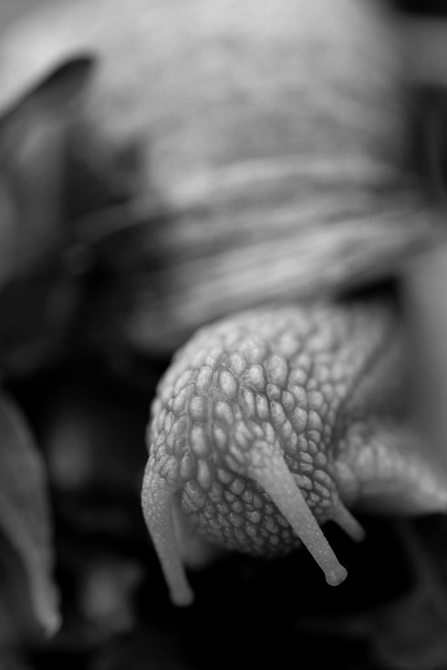 Tamron SP AF 90mm F2.8 Di Macro sample photo. Sad snail photography