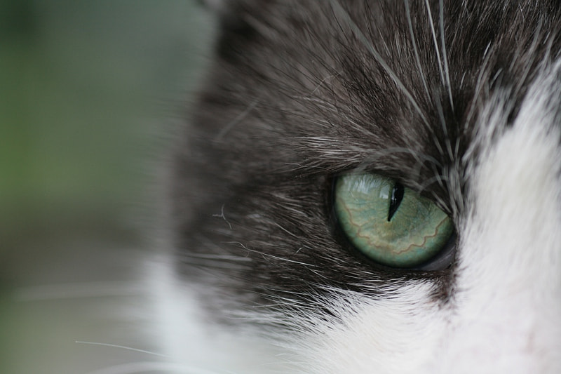 Tamron SP AF 90mm F2.8 Di Macro sample photo. Cat's gaze photography