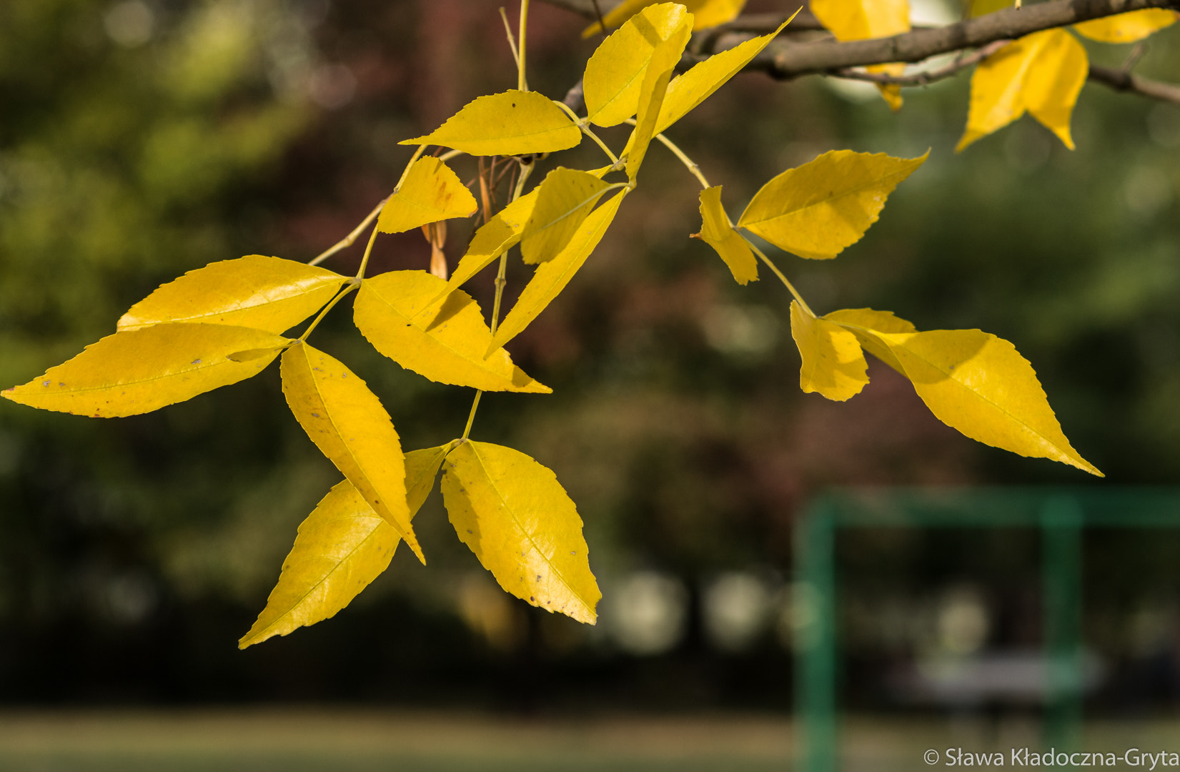 Nikon D7100 + AF Zoom-Nikkor 70-210mm f/4 sample photo. Autumn photography