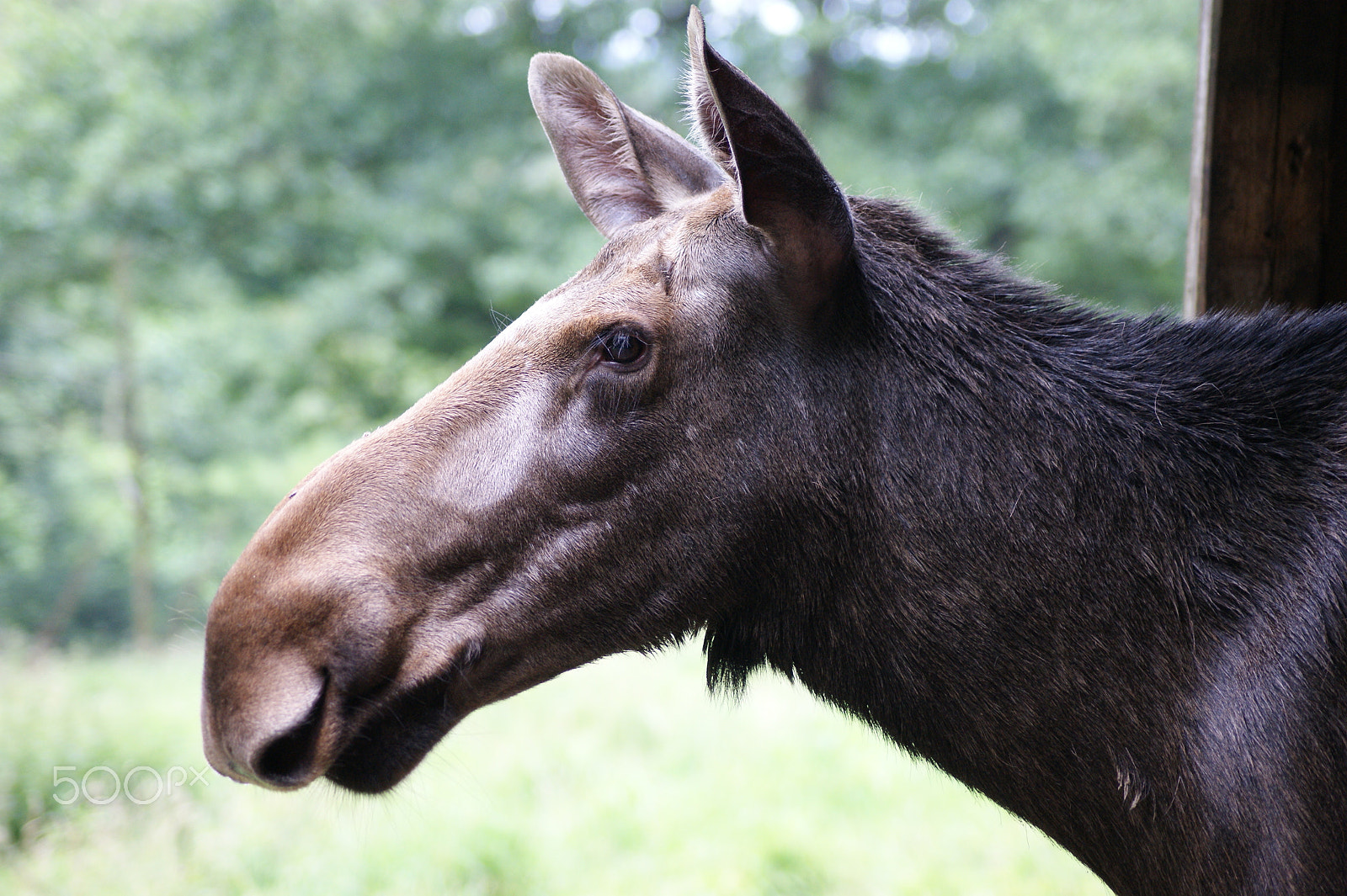 Sony Alpha DSLR-A350 sample photo. Staring moose photography