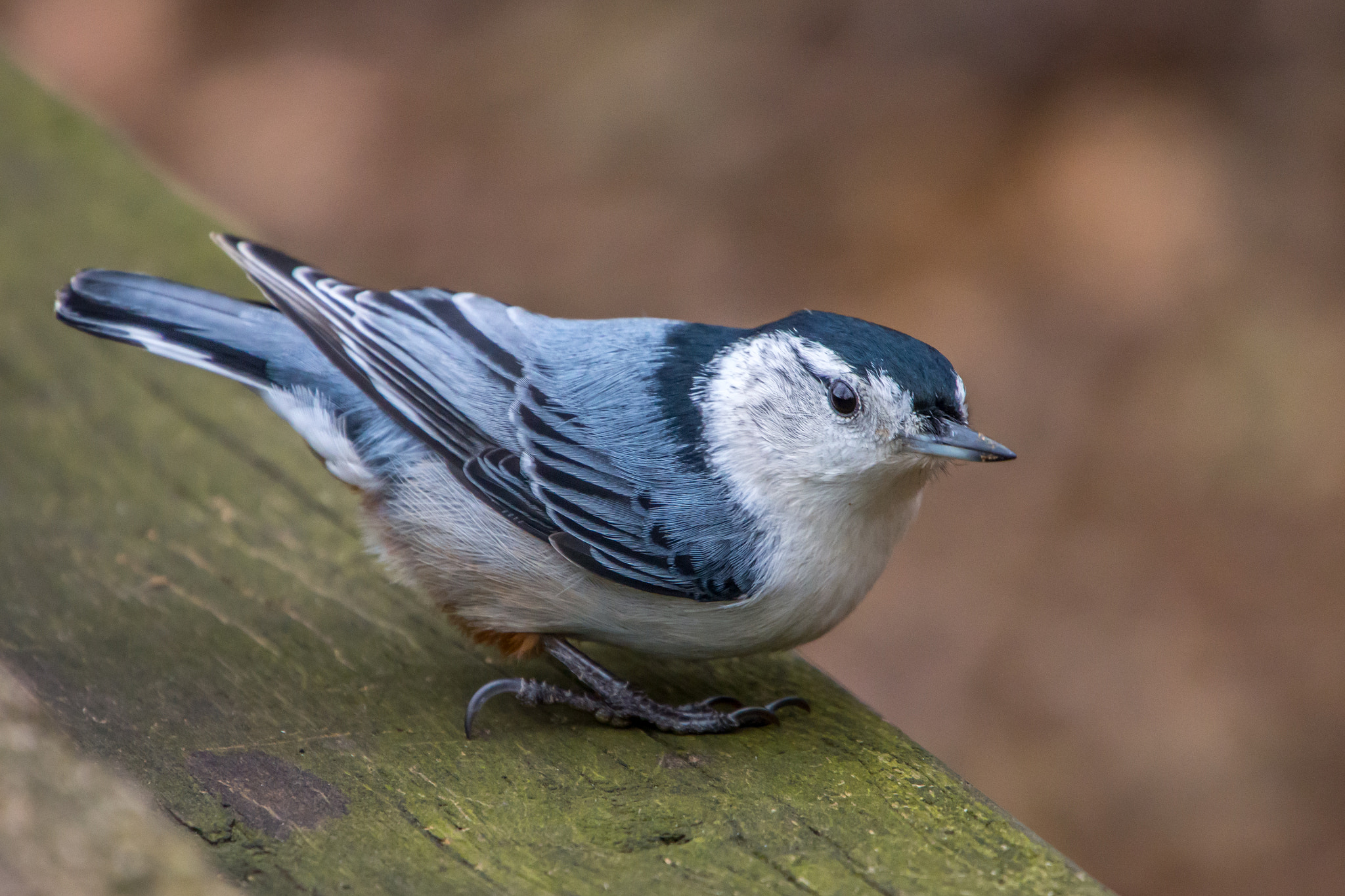 Olympus OM-D E-M5 sample photo. Nuthatch photography
