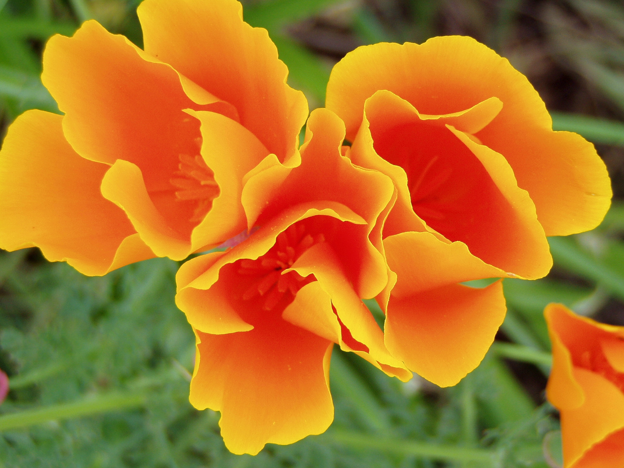 Olympus C720UZ sample photo. Poppies photography