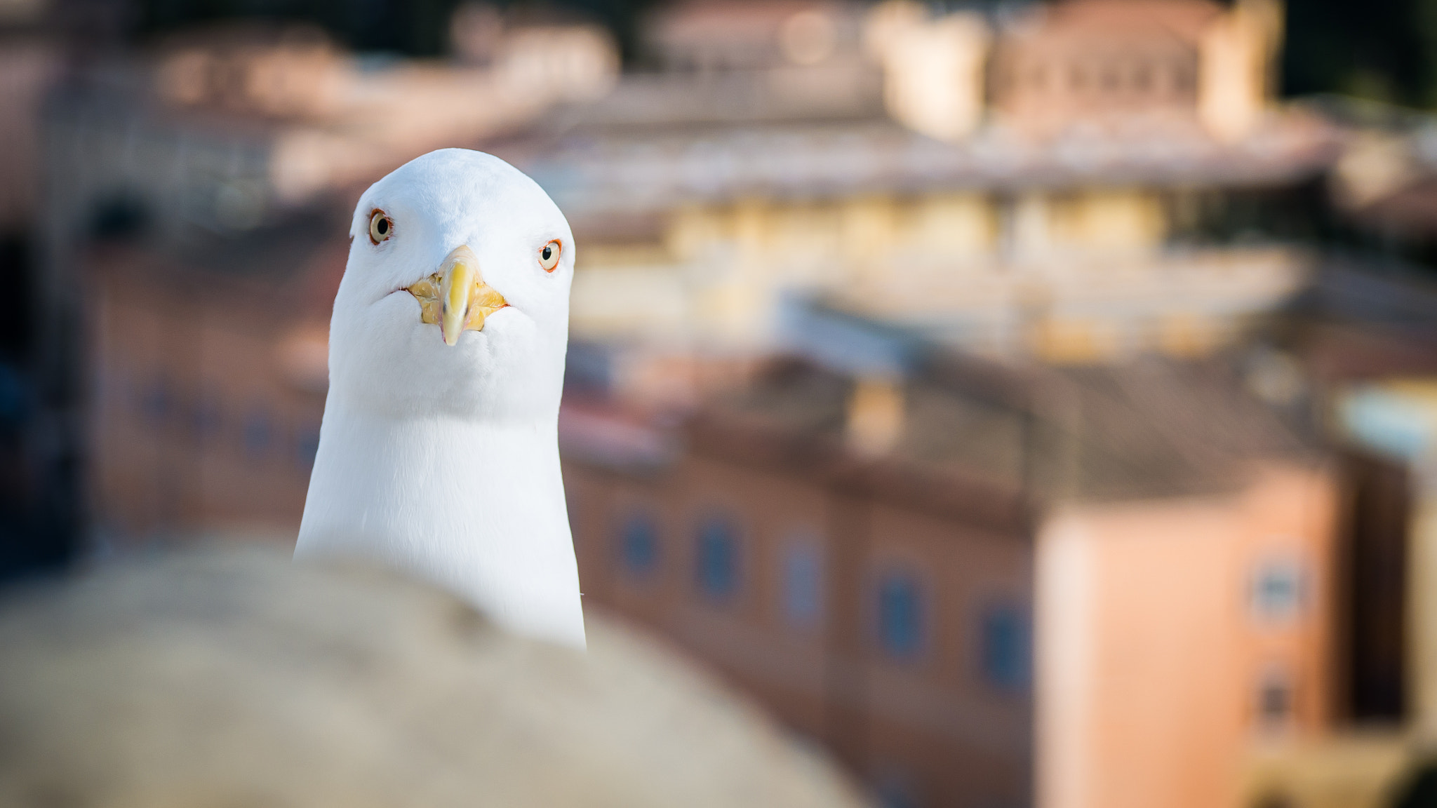 Panasonic Lumix G Vario 45-200mm F4-5.6 OIS sample photo. Am i disturbing? photography