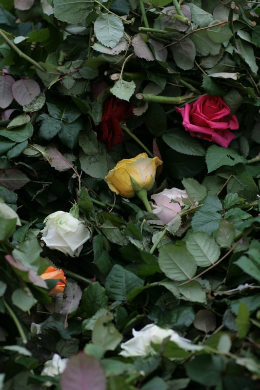Canon EOS 400D (EOS Digital Rebel XTi / EOS Kiss Digital X) + Tamron SP AF 90mm F2.8 Di Macro sample photo. Graveyard of roses photography