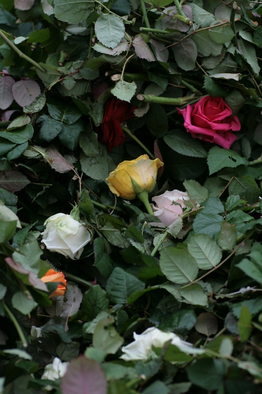 Tamron SP AF 90mm F2.8 Di Macro sample photo. Graveyard of roses photography