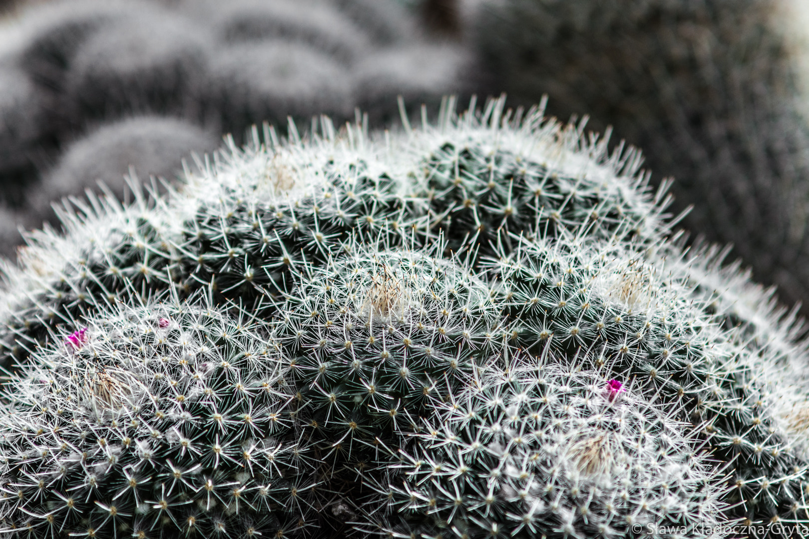 Nikon D7100 + AF Zoom-Nikkor 70-210mm f/4 sample photo. Cactuses photography