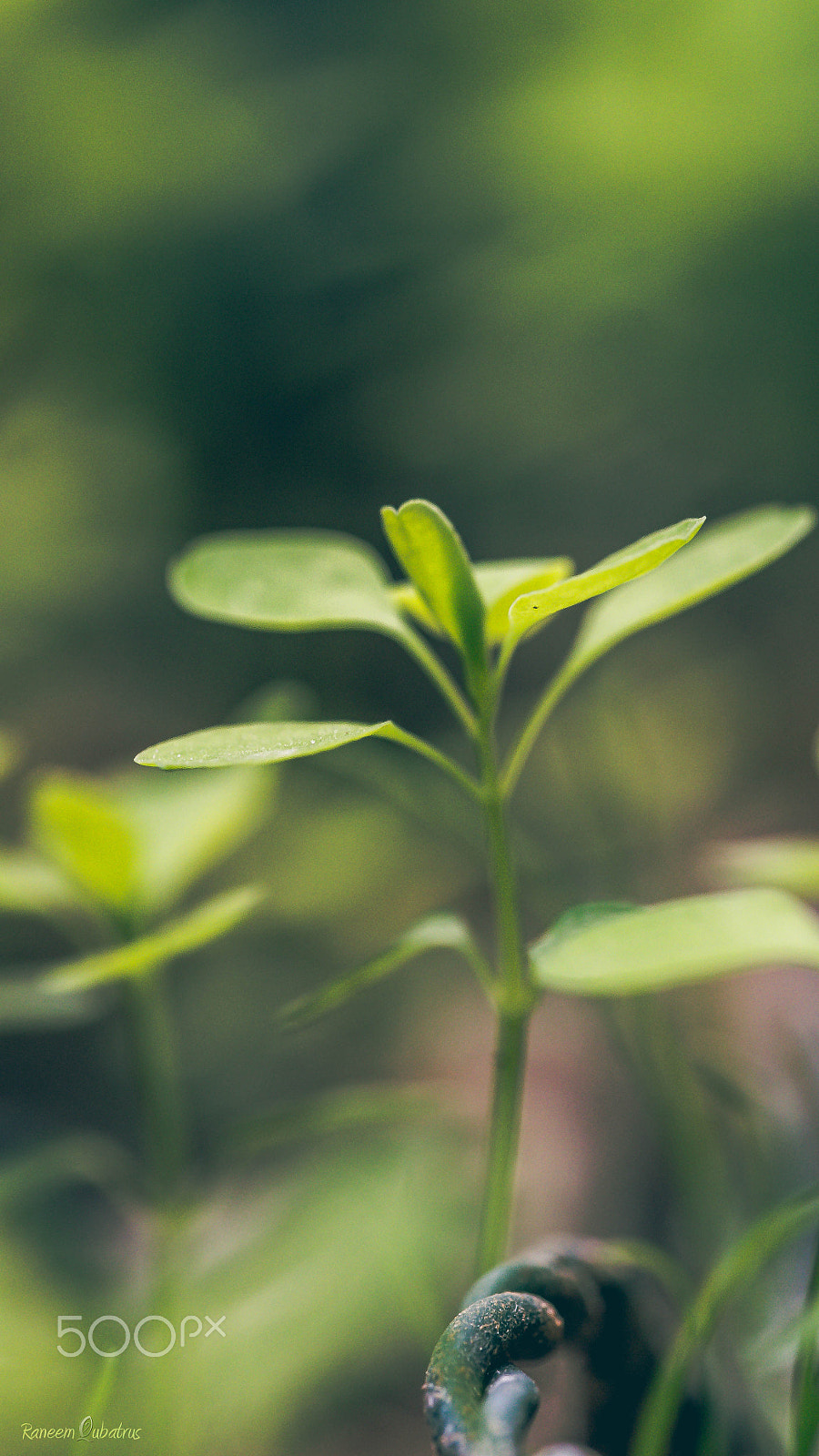 Olympus PEN E-PL5 sample photo. Green photography