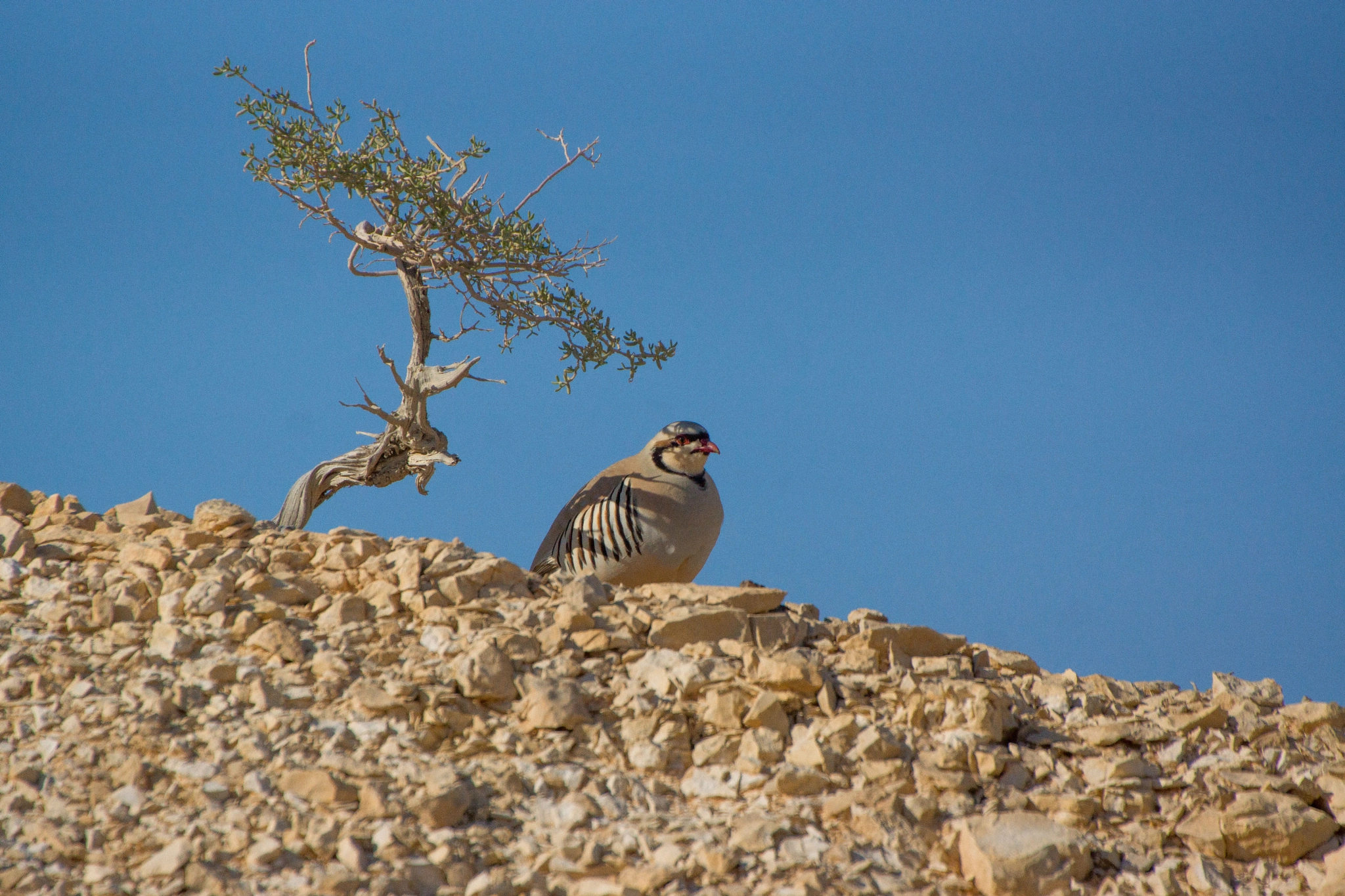 Sigma 150-500mm F5-6.3 DG OS HSM sample photo. Chukar photography