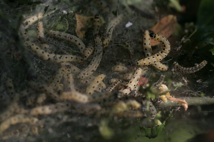 Tamron SP AF 90mm F2.8 Di Macro sample photo. Lair of caterpillars photography