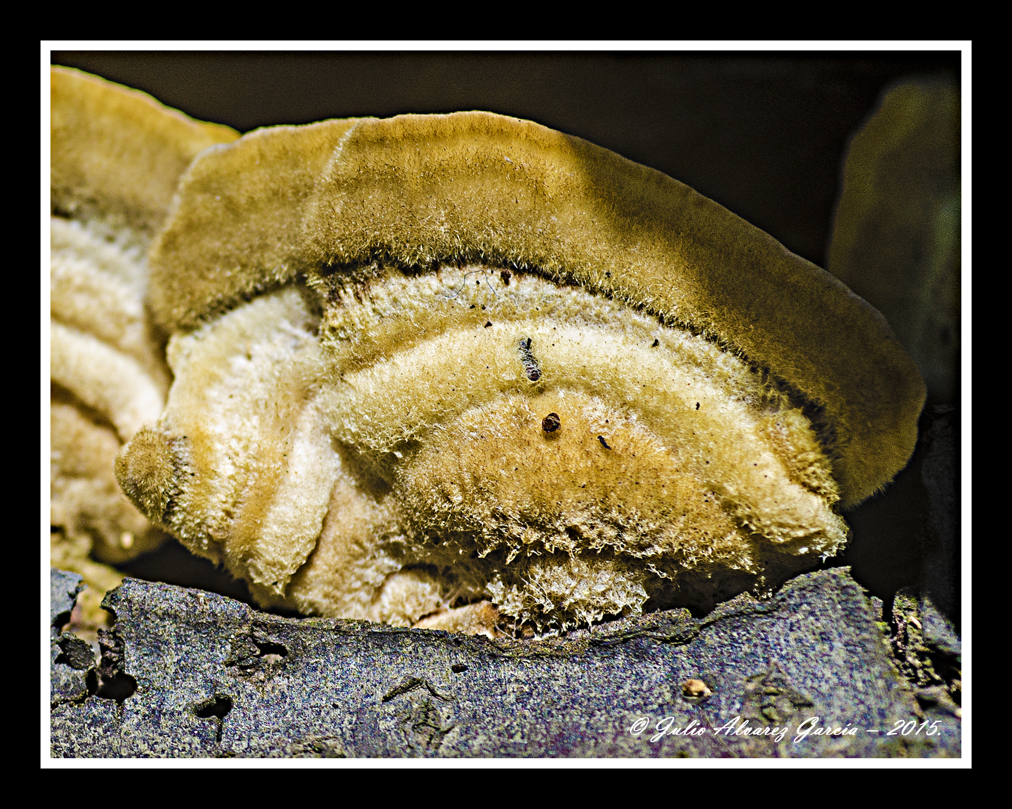 Tamron SP AF 90mm F2.8 Di Macro sample photo. Hongo photography