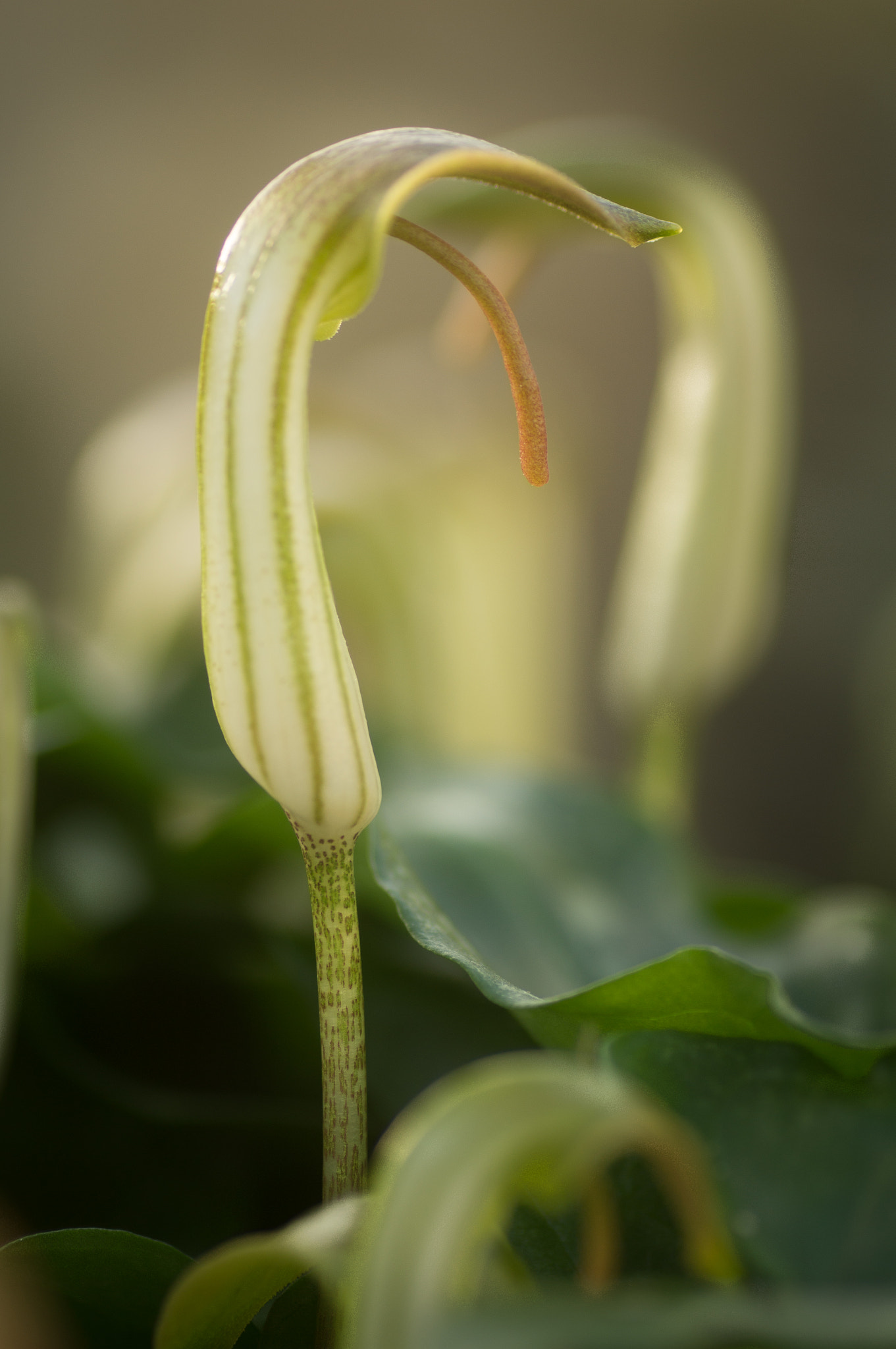 Sony SLT-A55 (SLT-A55V) + Tamron SP AF 90mm F2.8 Di Macro sample photo. Arisarium vulgare photography