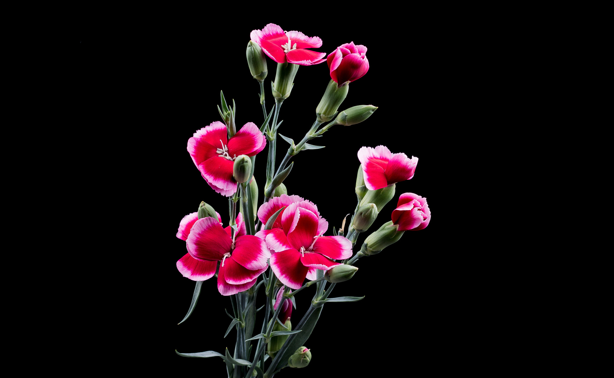 Sony Sonnar T* 135mm F1.8 ZA sample photo. Dianthus . photography