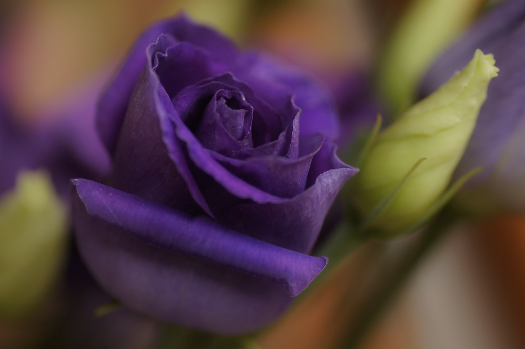 Sony SLT-A55 (SLT-A55V) + Tamron SP AF 90mm F2.8 Di Macro sample photo. Birthday rose photography