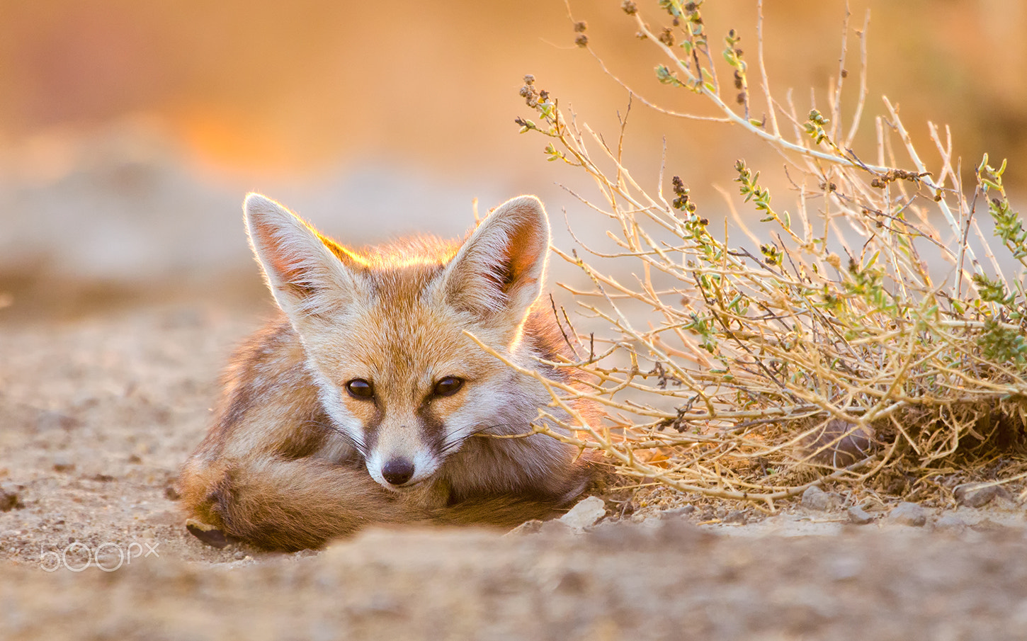 Nikon D7000 + Nikon AF-S Nikkor 500mm F4G ED VR sample photo. Desert fox photography