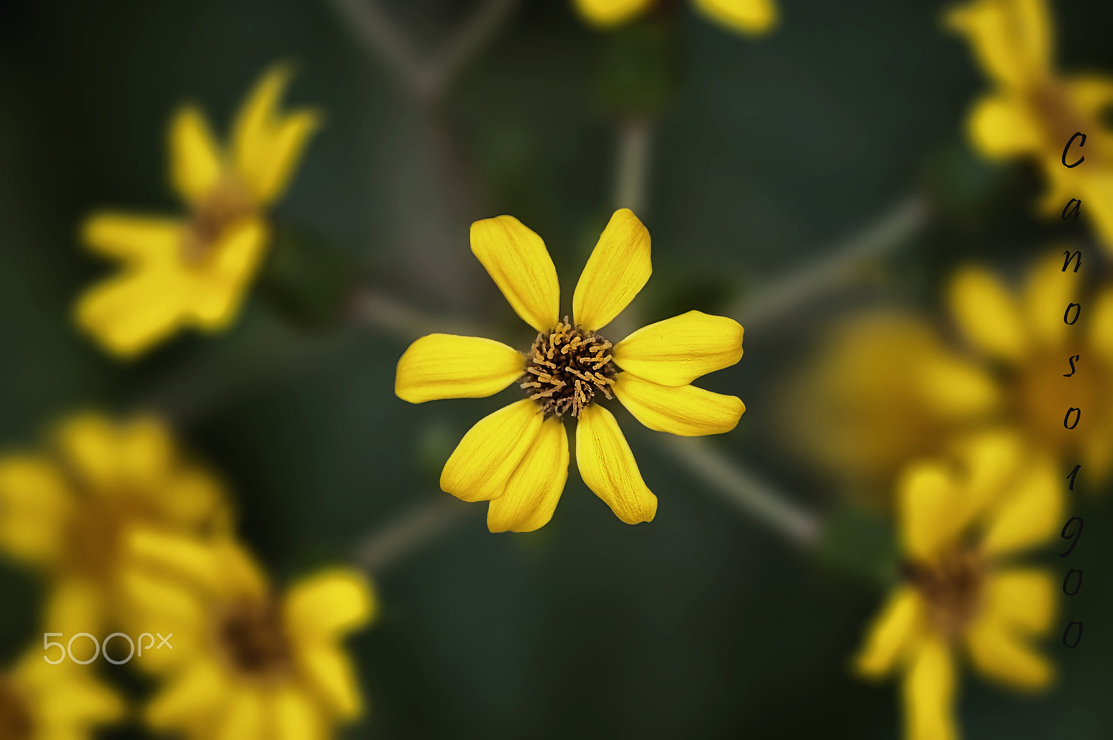 Sigma 150mm F2.8 EX DG OS Macro HSM sample photo. Flor photography