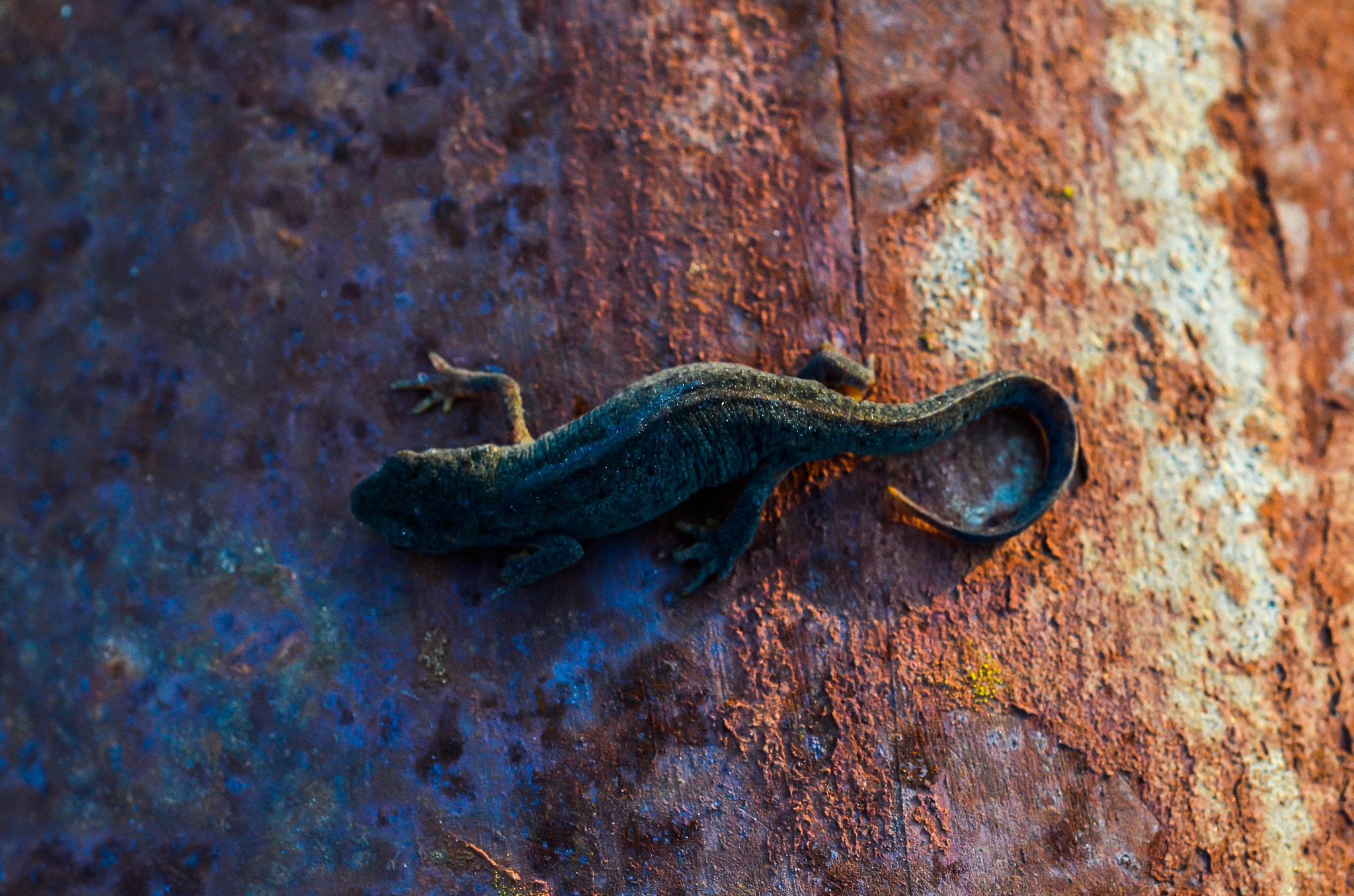 Nikon D7000 + AF Micro-Nikkor 60mm f/2.8 sample photo. Rusty lizard photography