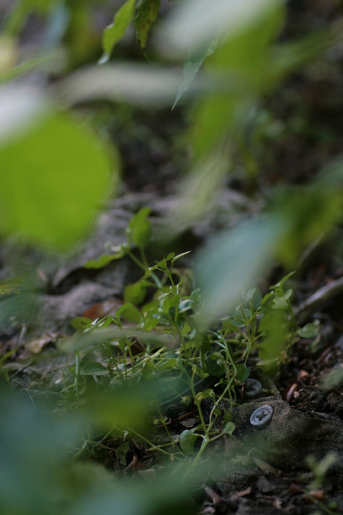 Tamron SP AF 90mm F2.8 Di Macro sample photo. Evidence photography