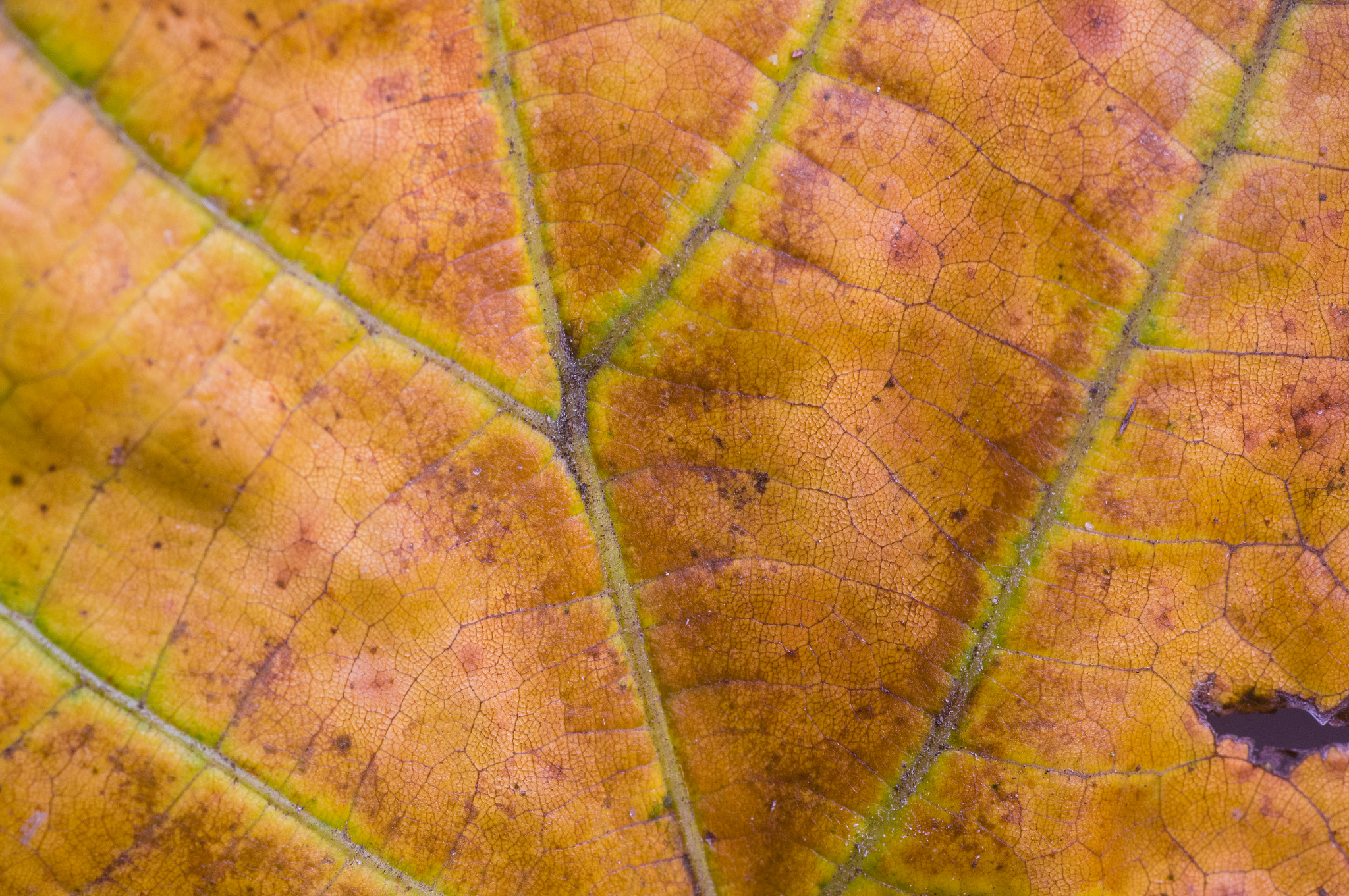 Sony SLT-A55 (SLT-A55V) + Tamron SP AF 90mm F2.8 Di Macro sample photo. Tree of leaf photography
