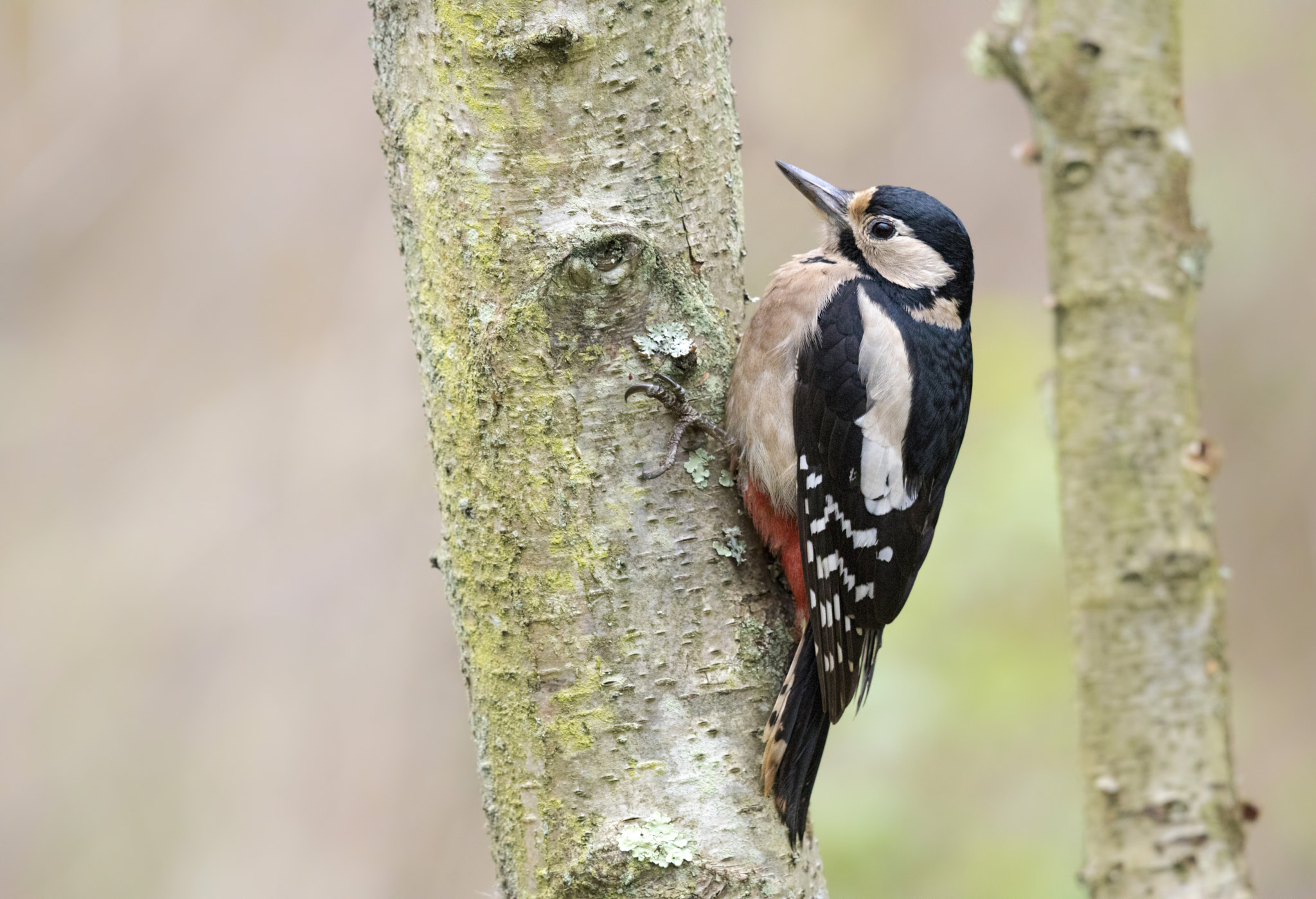 Canon EOS 760D (EOS Rebel T6s / EOS 8000D) + Canon EF 500mm F4L IS II USM sample photo. Great spotted woodpecker photography