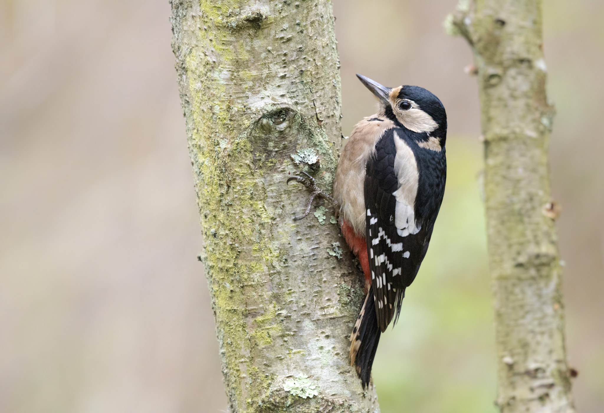 Canon EF 500mm F4L IS II USM sample photo. Great spotted woodpecker photography