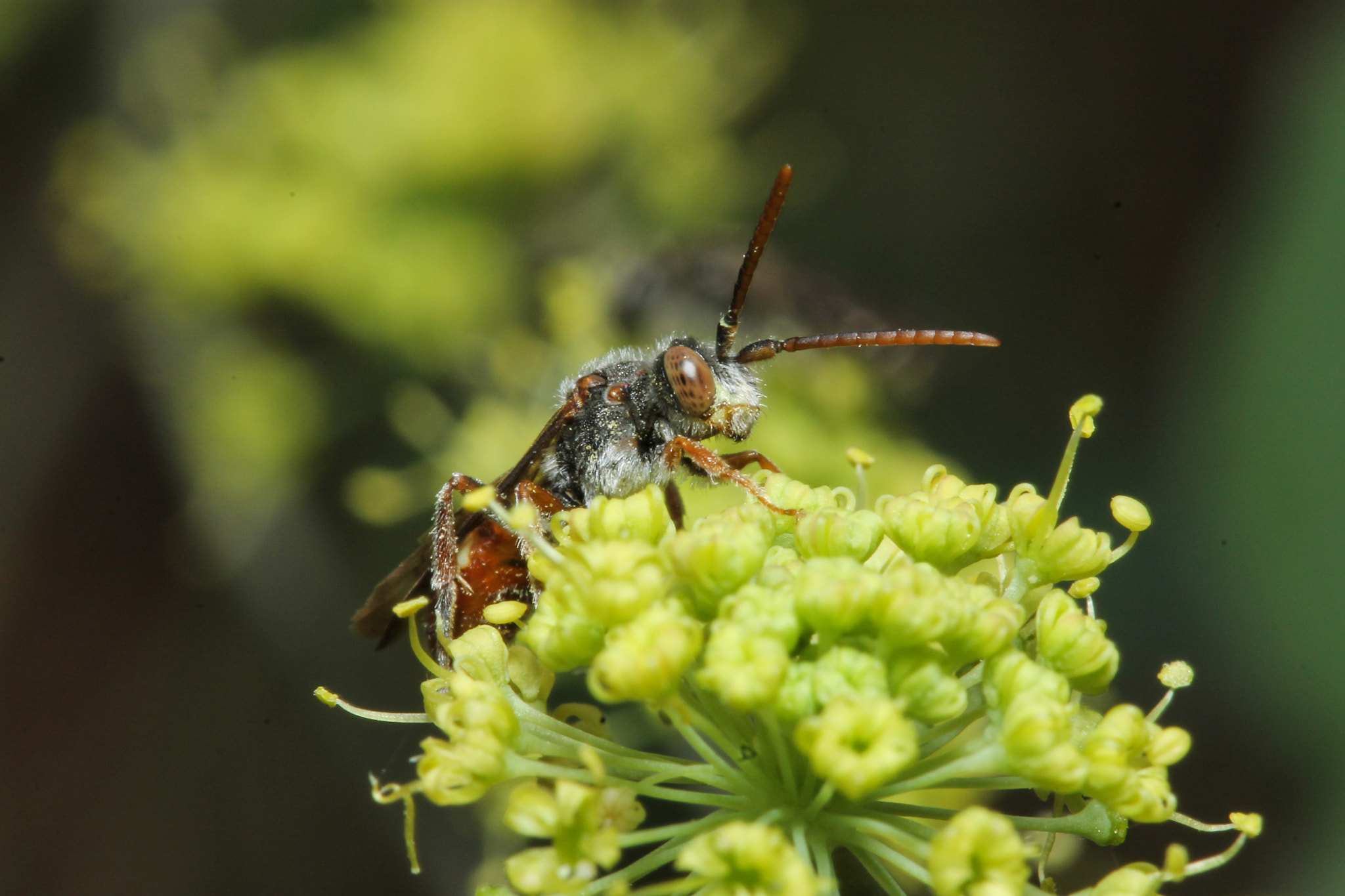 Canon EOS 1100D (EOS Rebel T3 / EOS Kiss X50) + Canon EF 100mm F2.8 Macro USM sample photo. Nomada with lomatium photography