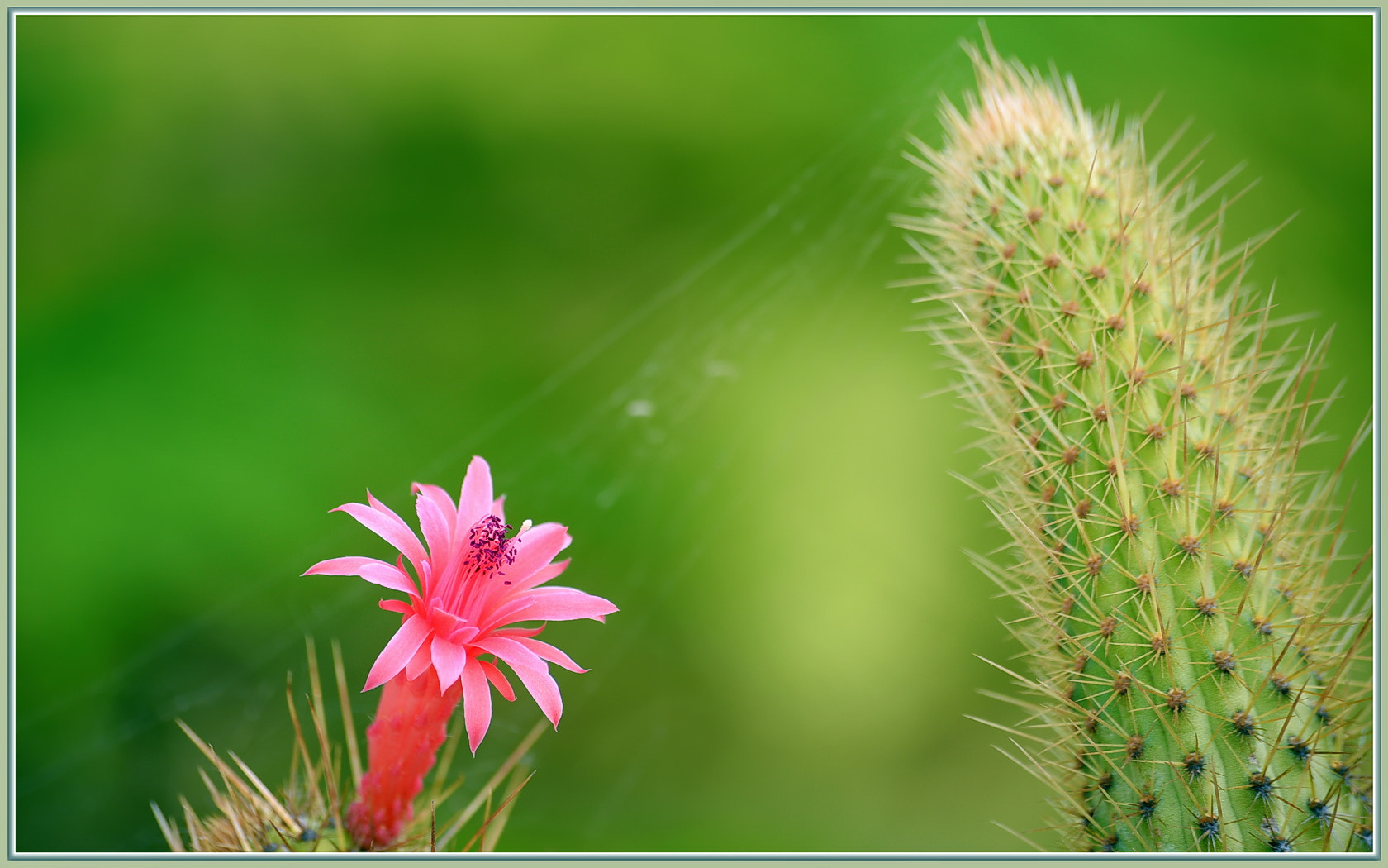 Sigma 70-300mm F4-5.6 APO Macro Super II sample photo. Fall cactus flower photography