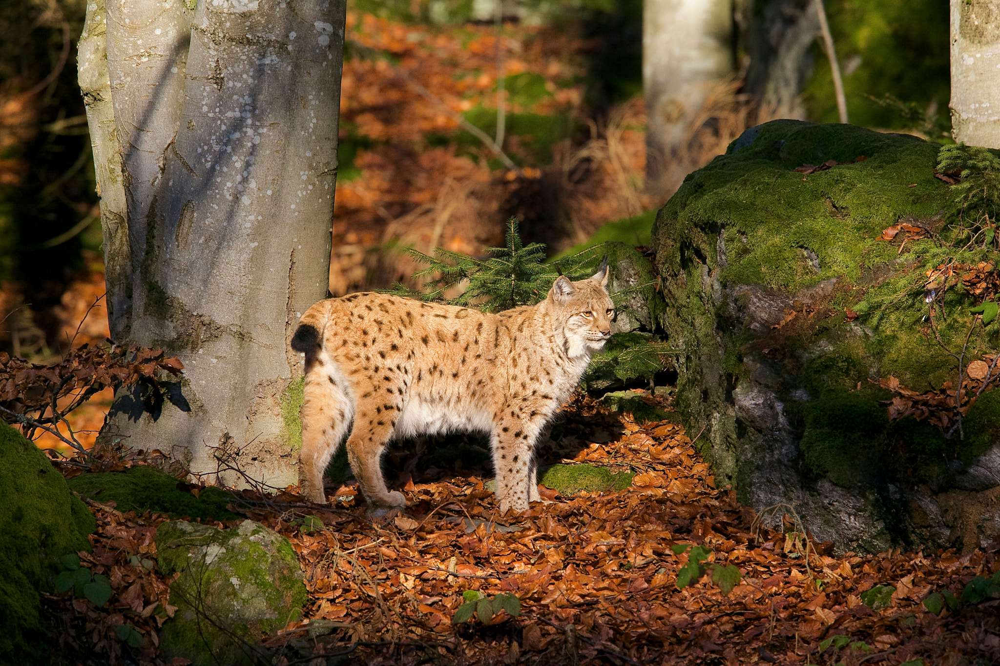 Canon EF 500mm F4L IS II USM sample photo. Luchs... photography