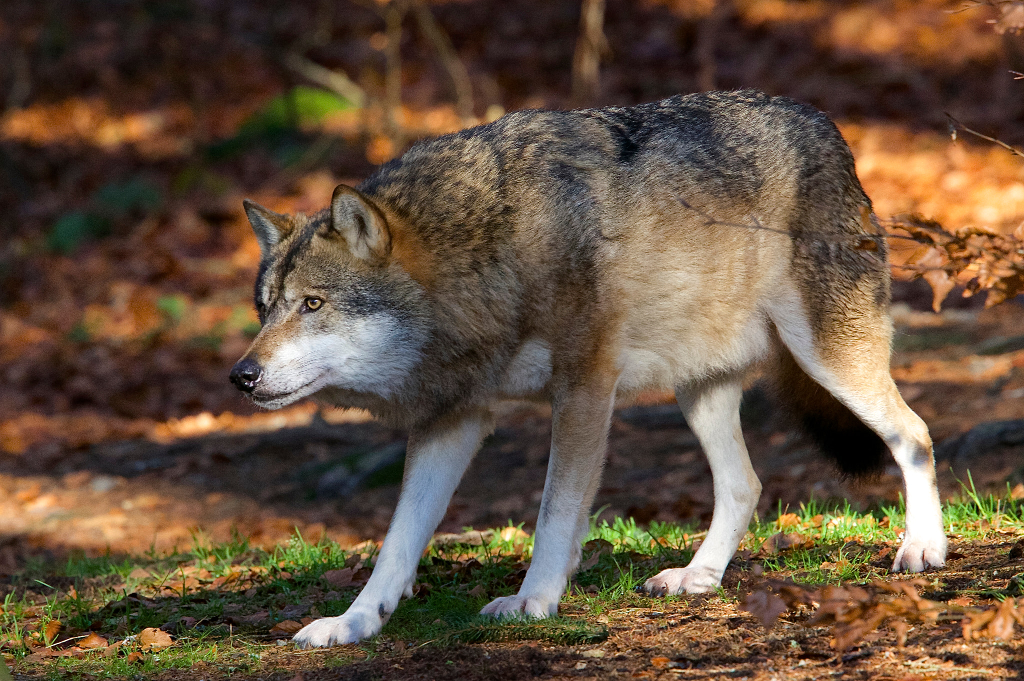 Canon EF 500mm F4L IS II USM sample photo. Wolf... photography