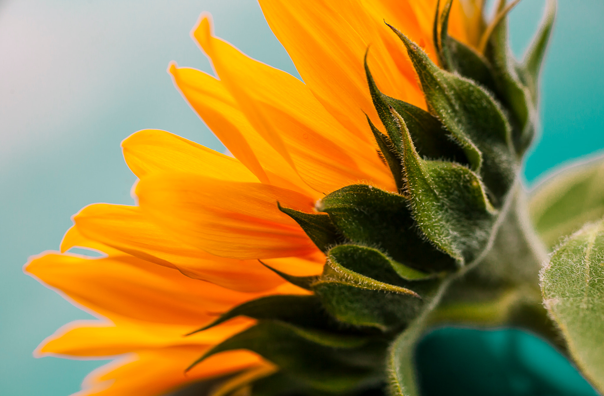 Canon EOS 5D + Canon EF 50mm F2.5 Macro sample photo. Sunflower photography