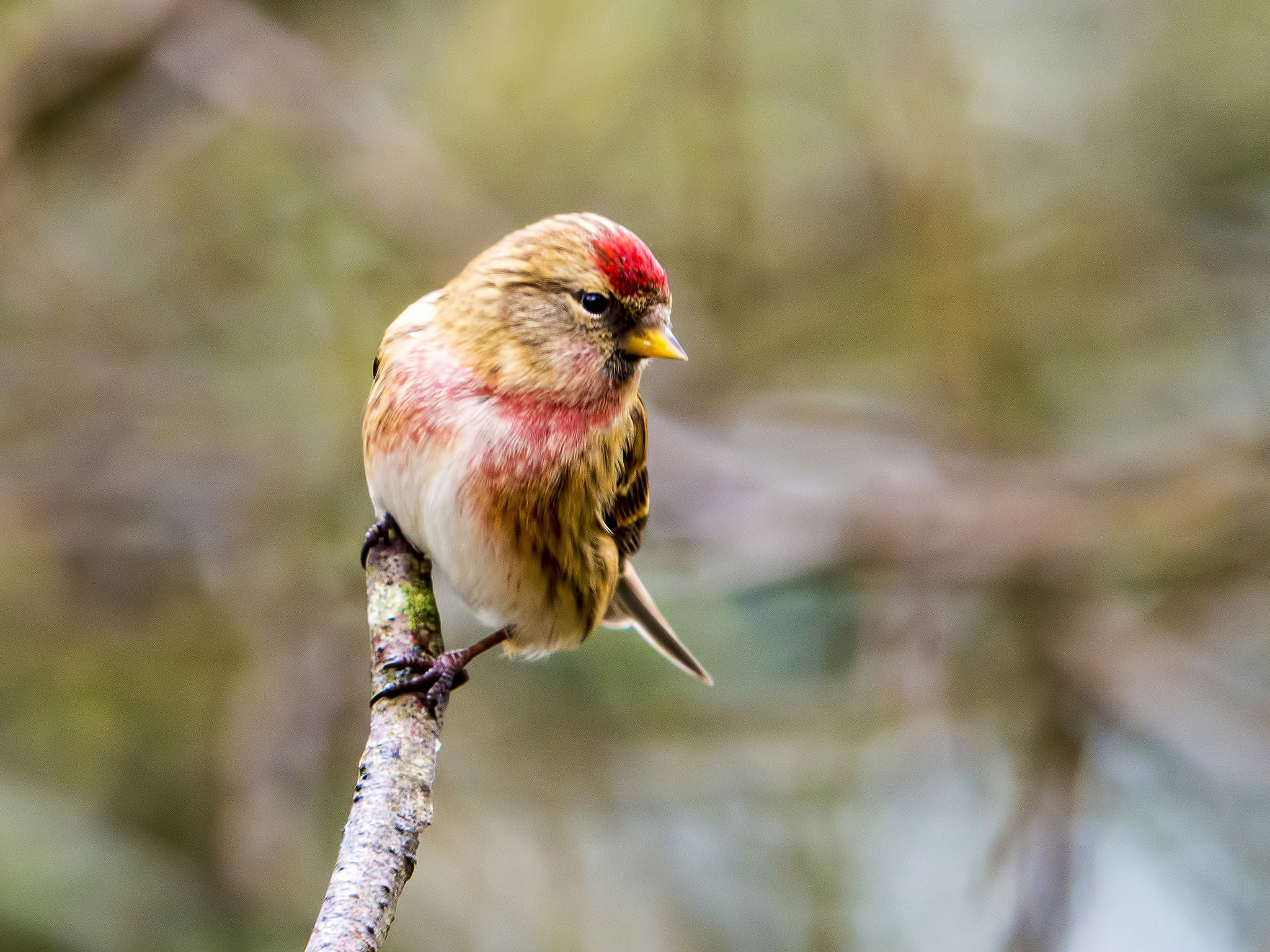 Olympus OM-D E-M5 + SIGMA 50-500mm F4-6.3 DG HSM sample photo. Redpoll photography
