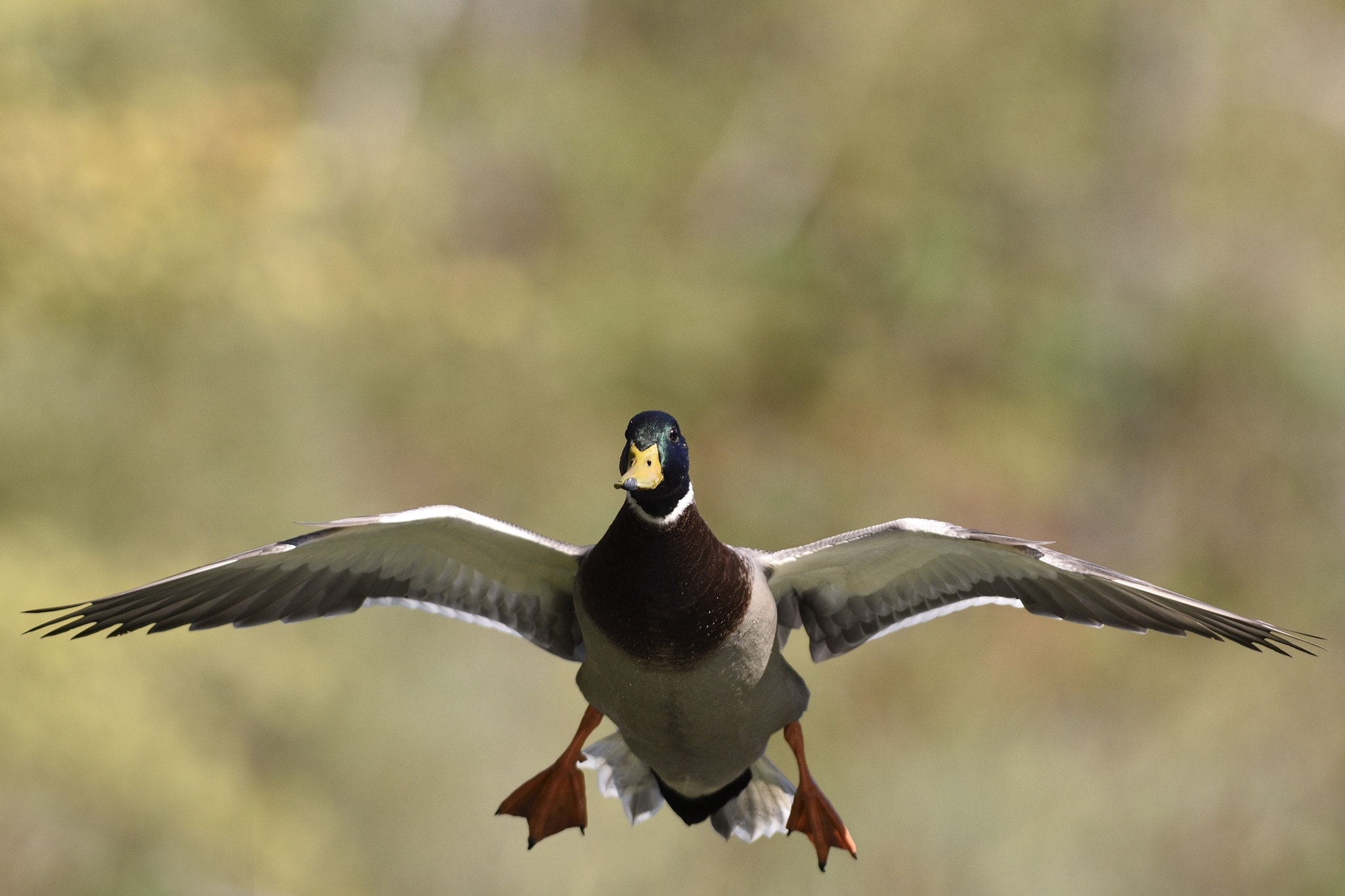 Nikon AF-S Nikkor 300mm F2.8G ED-IF VR sample photo. In flight duck photography