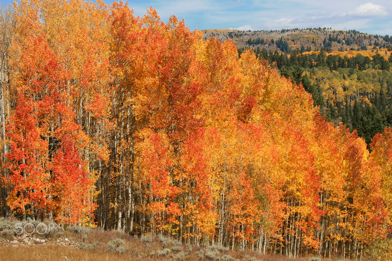 Canon EOS 30D + Canon EF 70-300mm F4-5.6 IS USM sample photo. Aspen trees photography