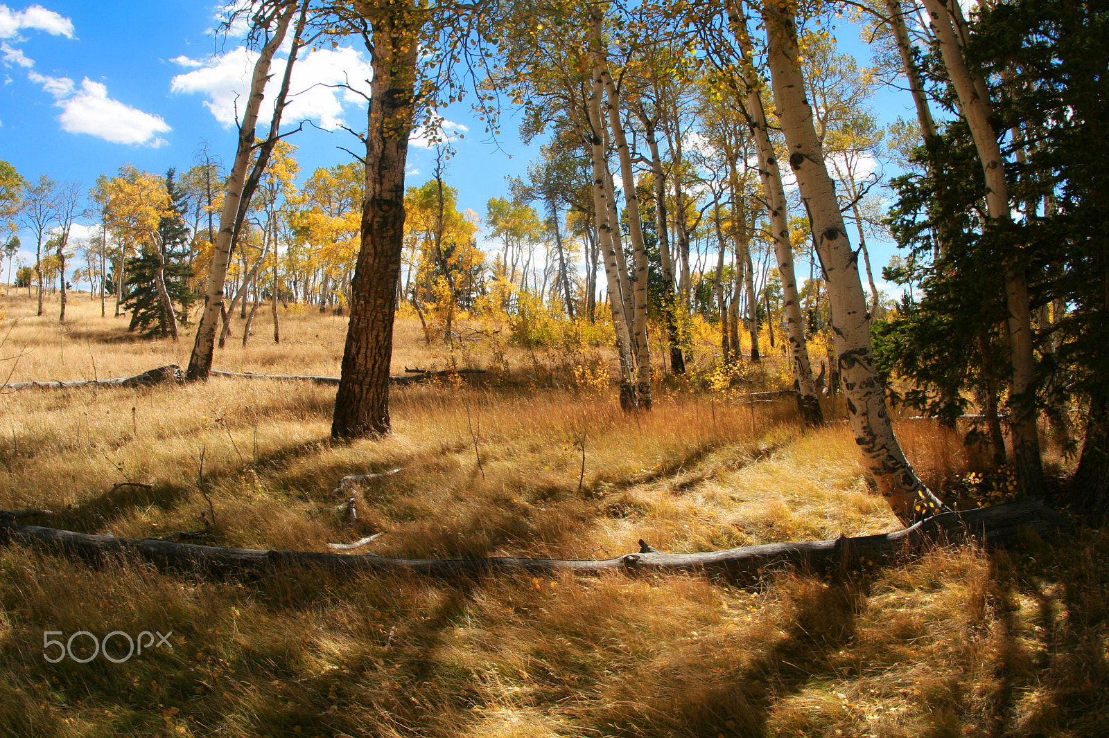 Canon EF 15mm F2.8 Fisheye sample photo. Aspen trees photography