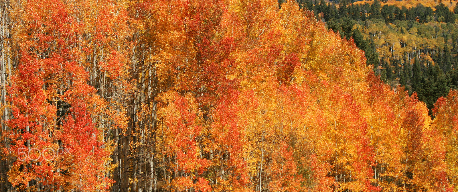 Canon EOS 30D + Canon EF 70-300mm F4-5.6 IS USM sample photo. Aspen trees photography