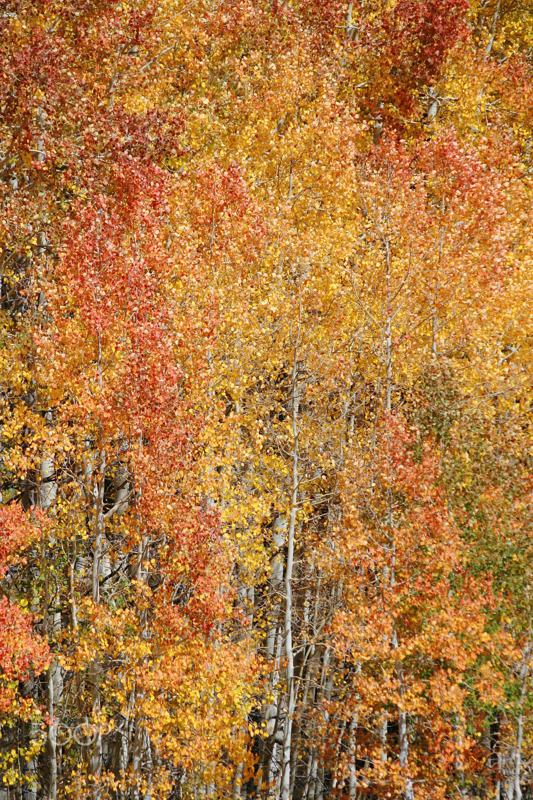 Canon EF 70-300mm F4-5.6 IS USM sample photo. Aspen vertical photography