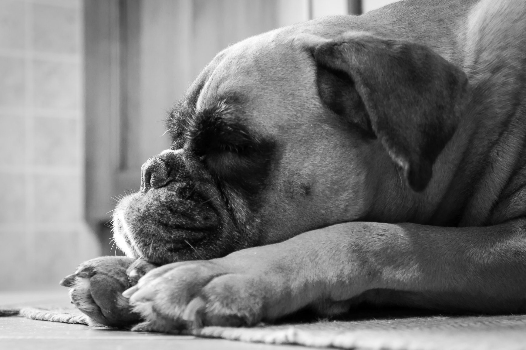 Sigma 17-70mm F2.8-4 DC Macro OS HSM | C sample photo. Best friend photography