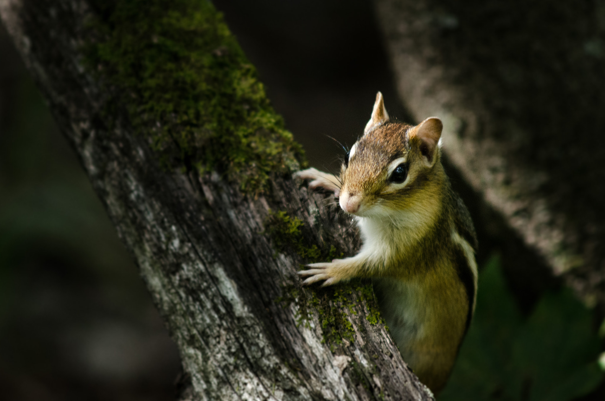 AF Zoom-Nikkor 75-300mm f/4.5-5.6 sample photo. 15558759123.jpg photography