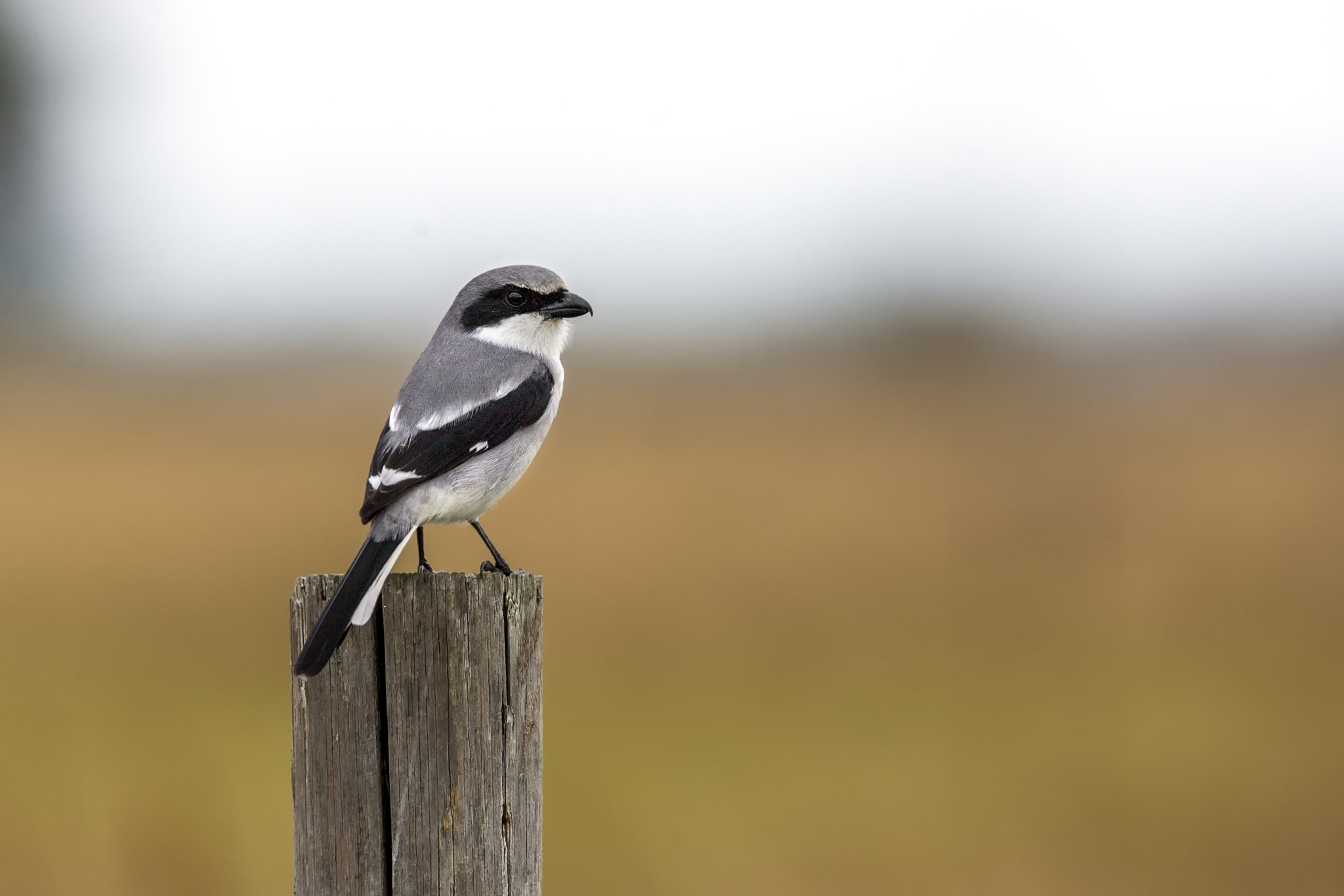 Canon EF 500mm F4L IS USM sample photo. Loggerhead shrike photography