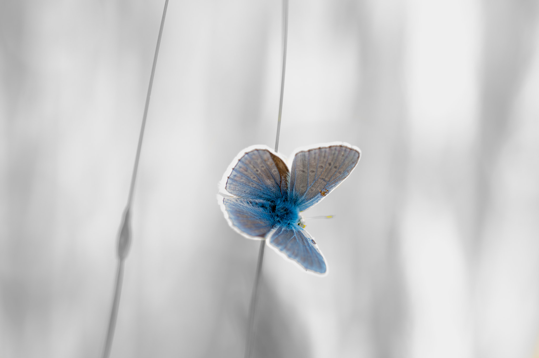 Sigma 150mm F2.8 EX DG OS Macro HSM sample photo. Blue butterfly photography
