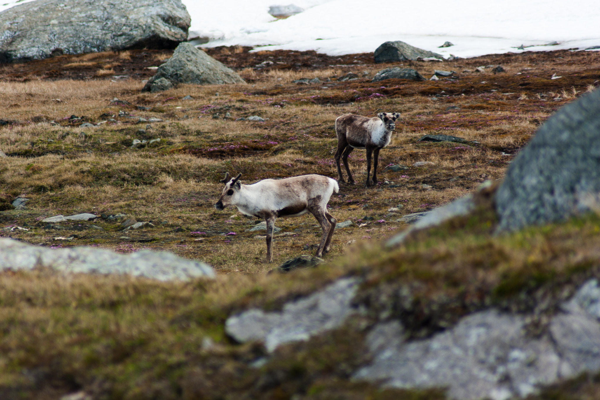 Pentax K200D sample photo. Browsing reindeer photography