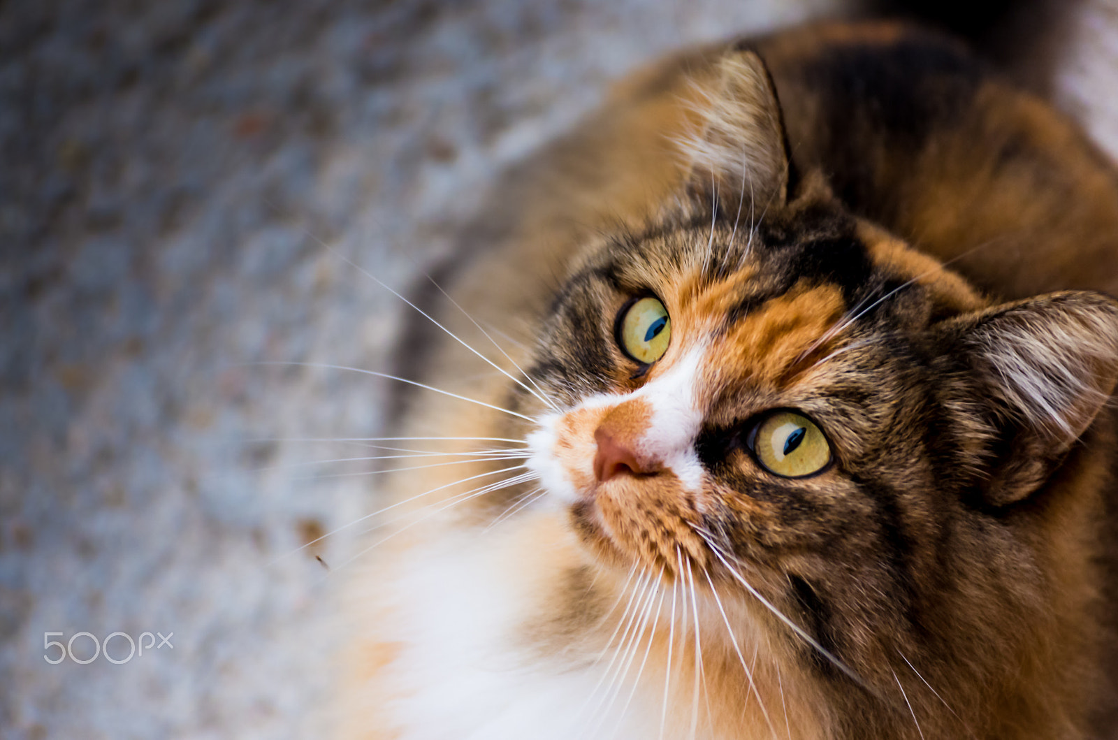 Pentax smc DA 17-70mm F4.0 AL (IF) SDM sample photo. My beautiful cat photography