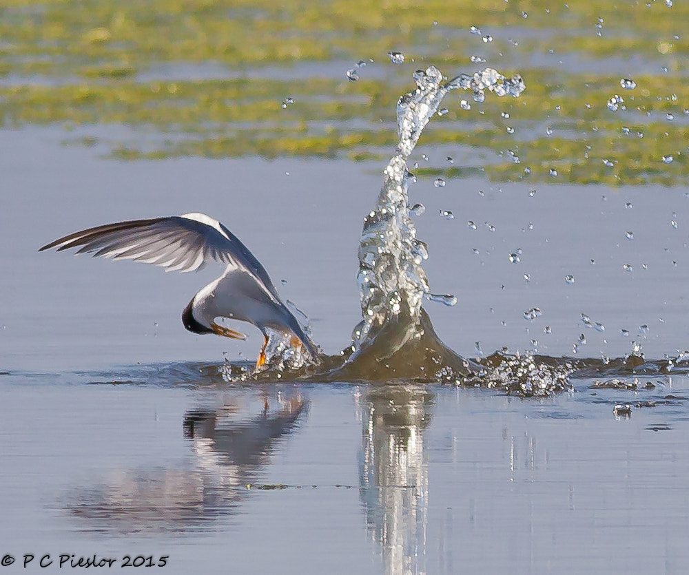 Canon EOS 5D Mark II + Canon EF 400mm F5.6L USM sample photo. Take a bow photography