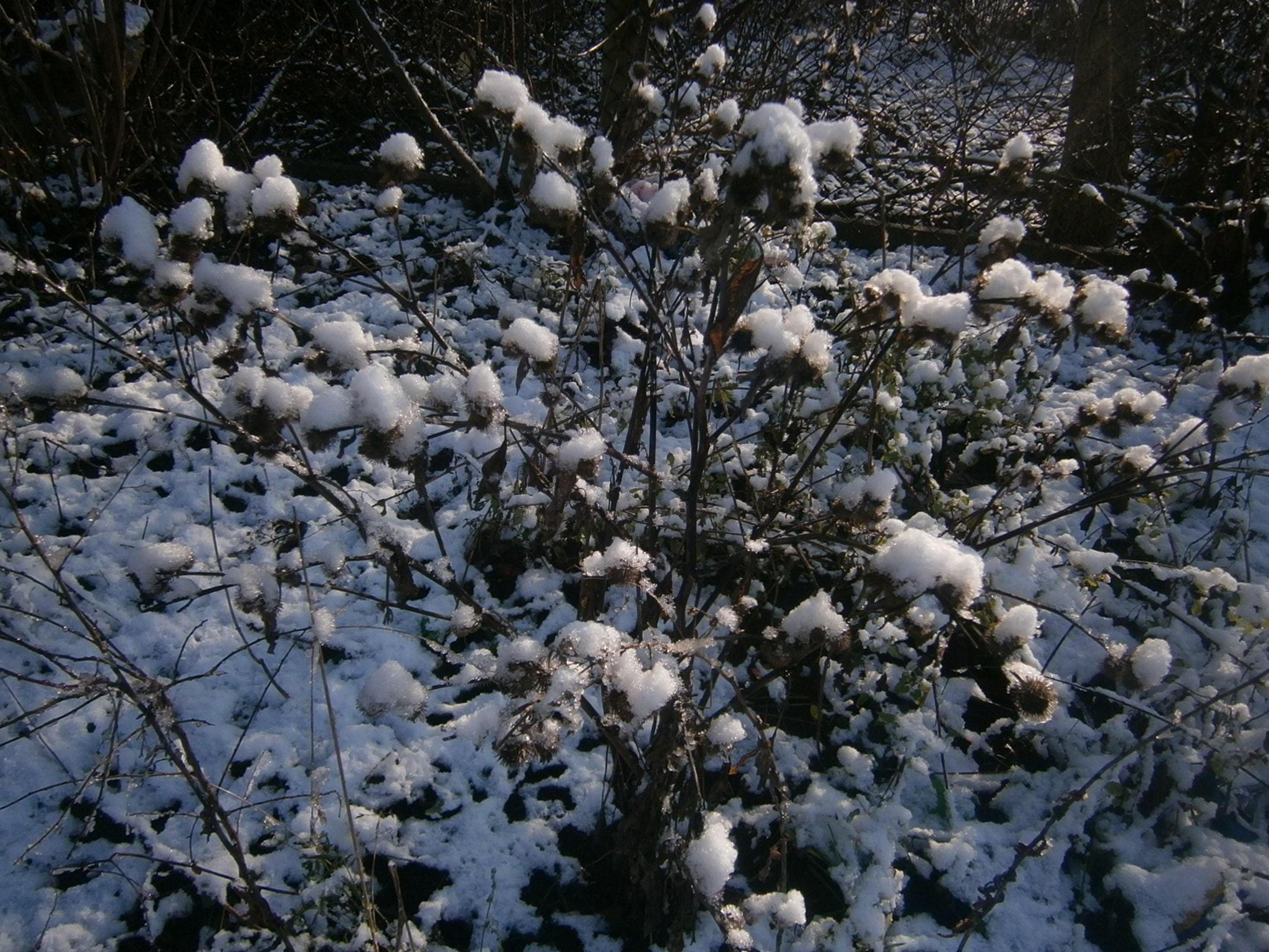 Olympus VG130,D710 sample photo. White bush photography