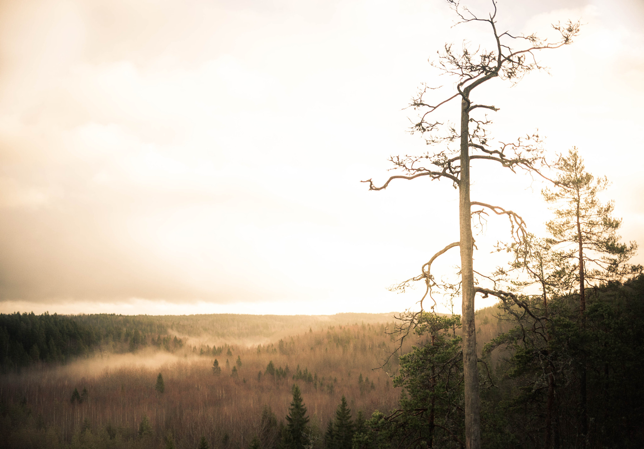 Nikon D3 sample photo. Elvenlight photography