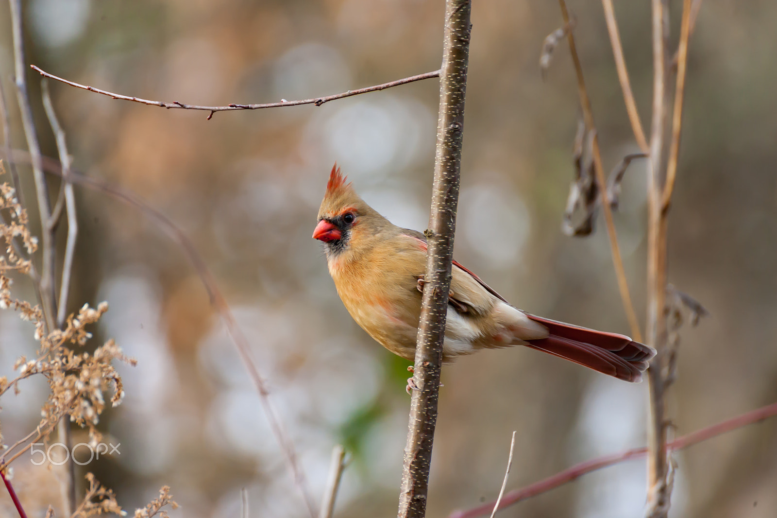 Canon EOS-1D Mark II sample photo. Female cardinal photography